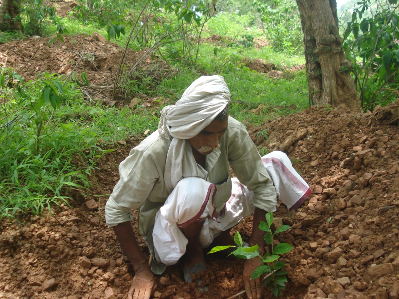 treeplantation